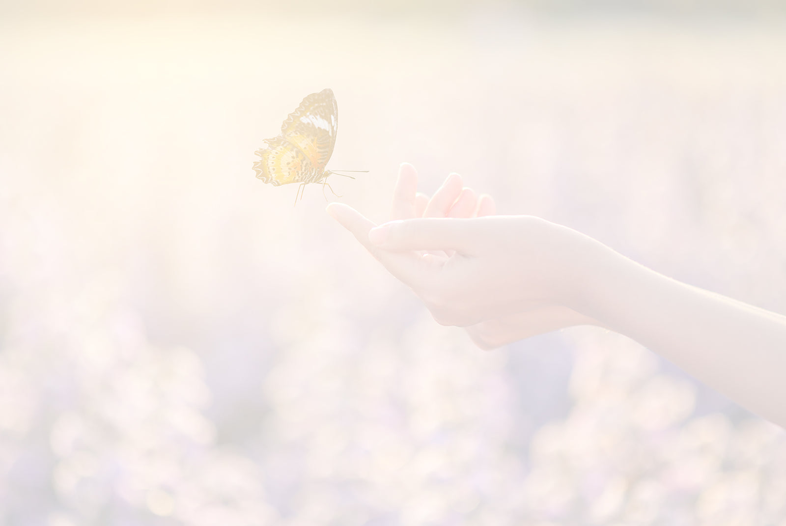 Cartes de Remerciements <br> Décès " papillon "