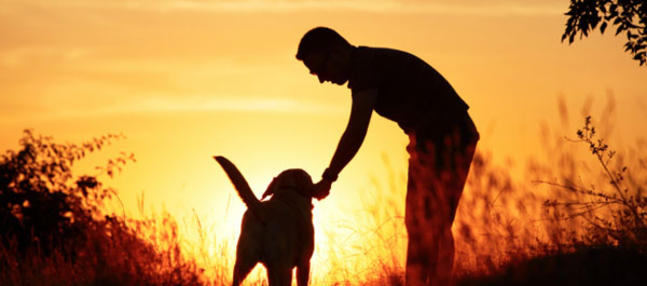 La disparition d’un partenaire animal : le deuil des chiens