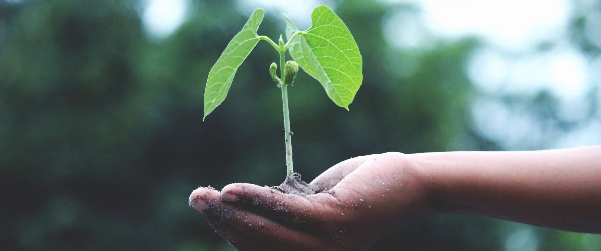 Les funérailles vertes : une alternative respectueuse de l'environnement