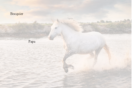 Cartes de Remerciements <br> Décès " Cheval "