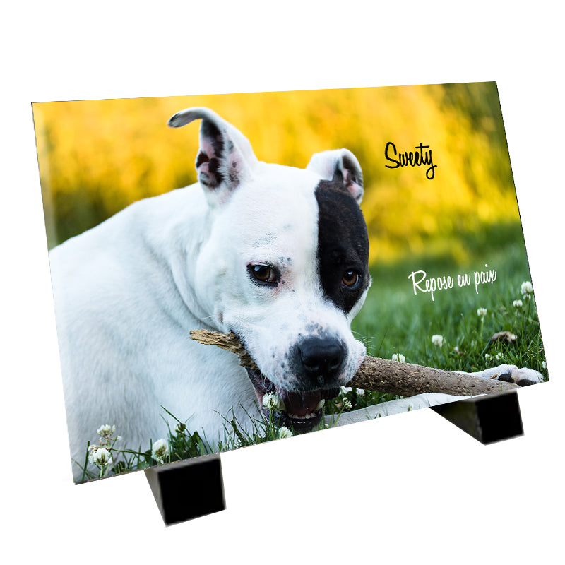 Plaque funéraire représentant un American Staffordshire Terrier