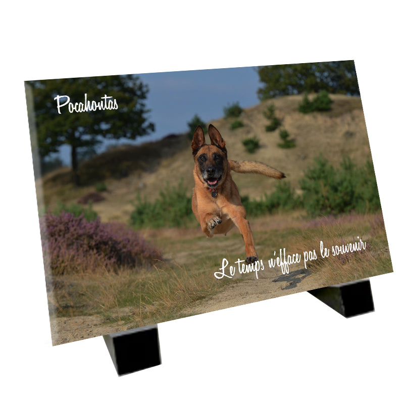 Plaque funéraire représentant un Berger Belge