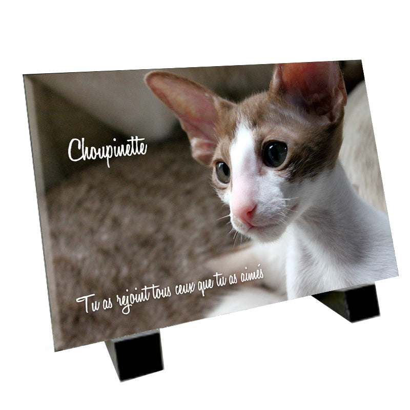 Plaque funéraire représentant L’Exotic Shorthair
